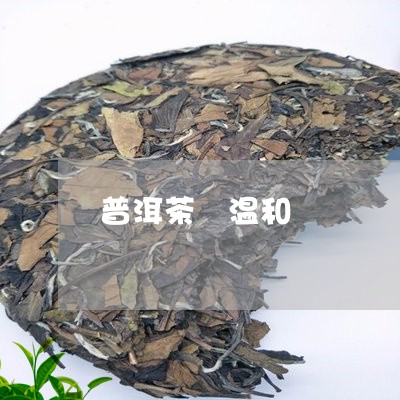 普洱茶 温和/2023042828281